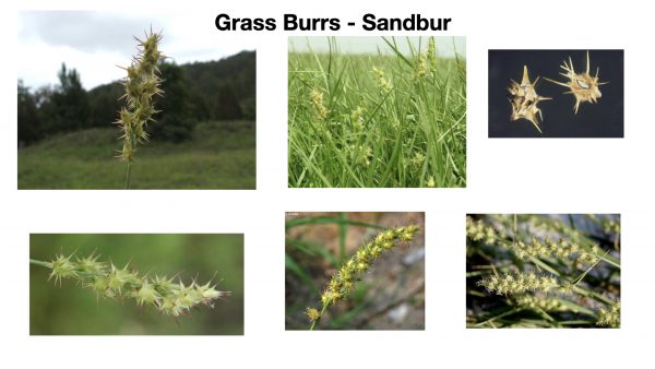 get rid of grass burrs using the Burr Buster - What do Grass Burrs look like